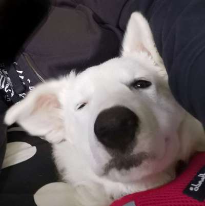 Zeige das lustigste Bild eures Hundis-Beitrag-Bild