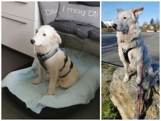 Wo sind die Mischlinge?-Beitrag-Bild