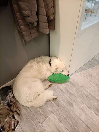 Herdenschutzhunde und Herdi-Mixe-Beitrag-Bild