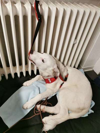 zu Grob beim Toben...-Beitrag-Bild