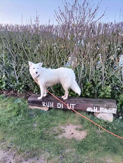 Auslandstierschutz-Beitrag-Bild
