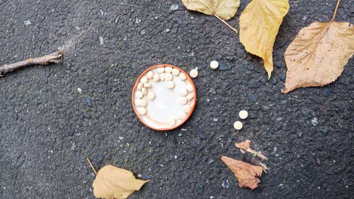 Giftköder-Deckel befüllt mit Tabletten-Bild