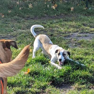 Hundetreffen-Spielen und trening in Thale-Bild