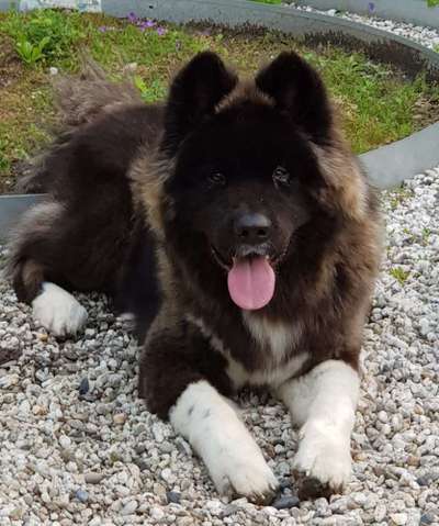 American Akita-Beitrag-Bild