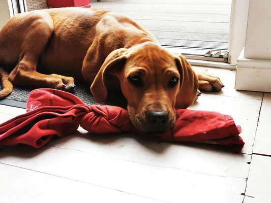 Rhodesian Ridgeback-Beitrag-Bild