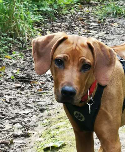 Rhodesian Ridgeback-Beitrag-Bild