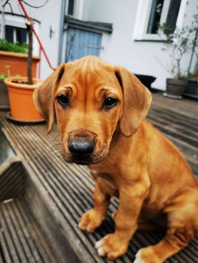 Welpen Bilder !-Beitrag-Bild