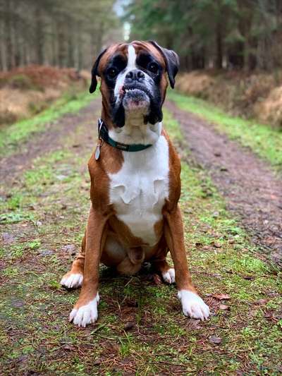 Deutsche Boxer-Beitrag-Bild