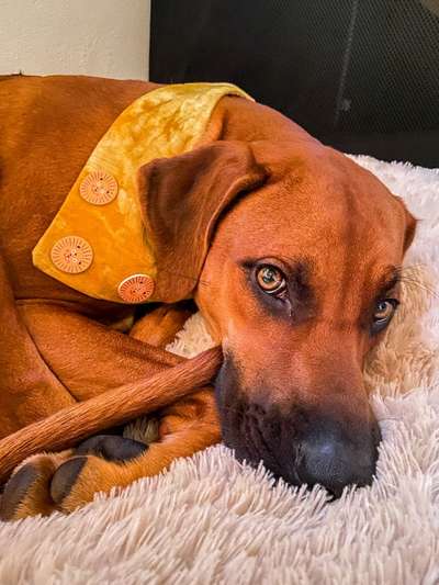 Rhodesian Ridgeback-Beitrag-Bild