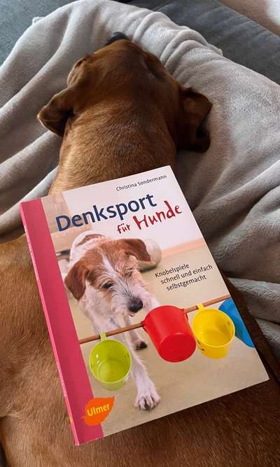 Rhodesian Ridgeback-Beitrag-Bild