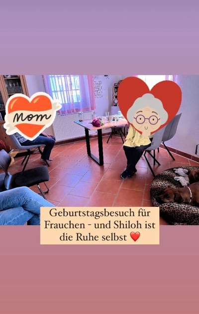 Rhodesian Ridgeback-Beitrag-Bild