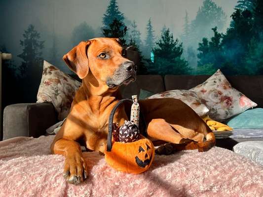 Rhodesian Ridgeback-Beitrag-Bild
