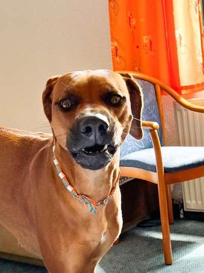 Rhodesian Ridgeback-Beitrag-Bild