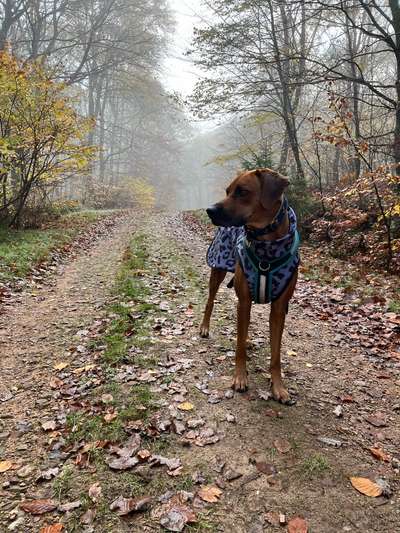 Rhodesian Ridgeback-Beitrag-Bild