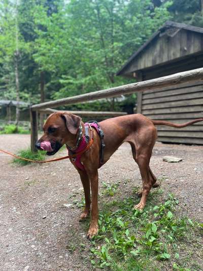 Rhodesian Ridgeback-Beitrag-Bild