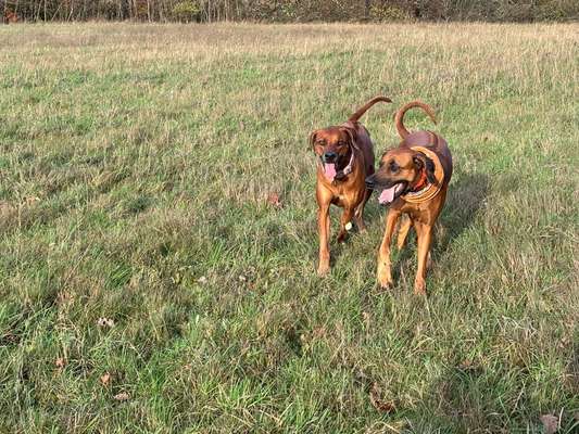 Rhodesian Ridgeback-Beitrag-Bild