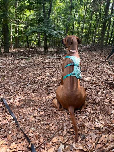 Rhodesian Ridgeback-Beitrag-Bild