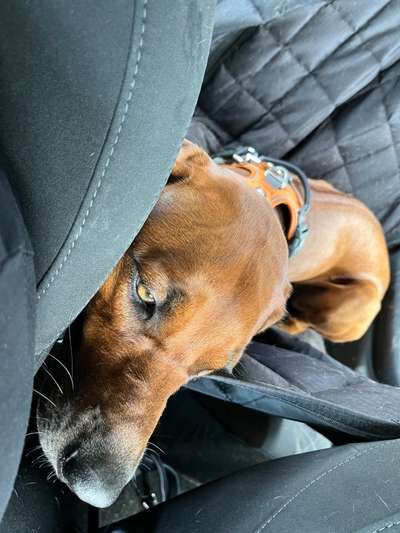 Rhodesian Ridgeback-Beitrag-Bild
