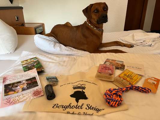 Rhodesian Ridgeback-Beitrag-Bild