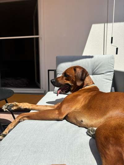 Rhodesian Ridgeback-Beitrag-Bild