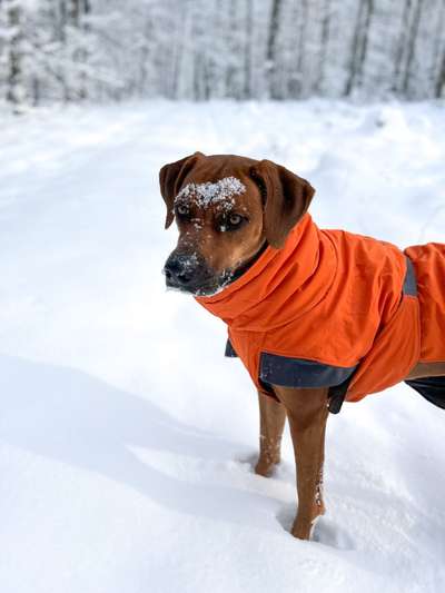 Rhodesian Ridgeback-Beitrag-Bild