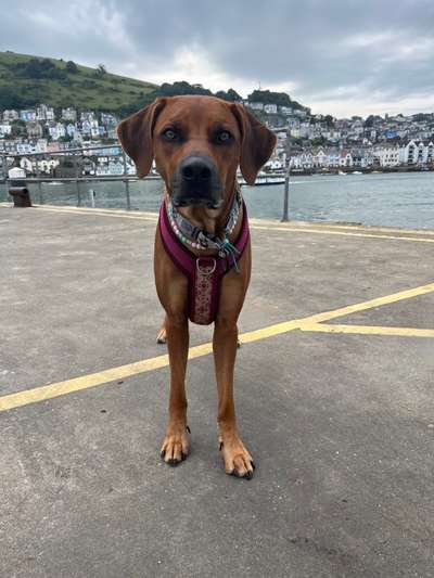 Rhodesian Ridgeback-Beitrag-Bild