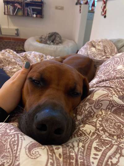 Rhodesian Ridgeback-Beitrag-Bild