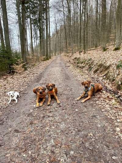 Rhodesian Ridgeback-Beitrag-Bild