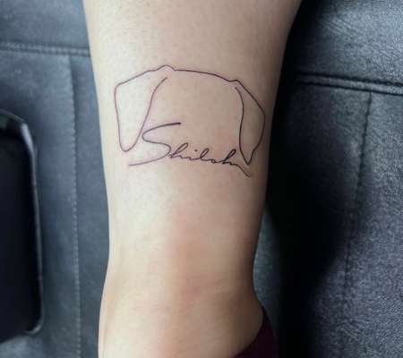 Rhodesian Ridgeback-Beitrag-Bild