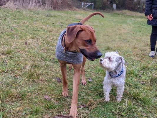 Rhodesian Ridgeback-Beitrag-Bild