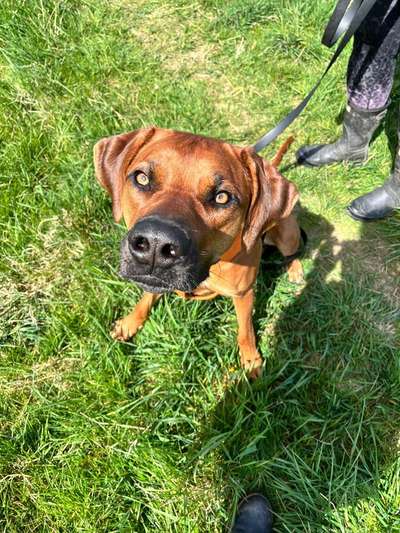 Rhodesian Ridgeback-Beitrag-Bild