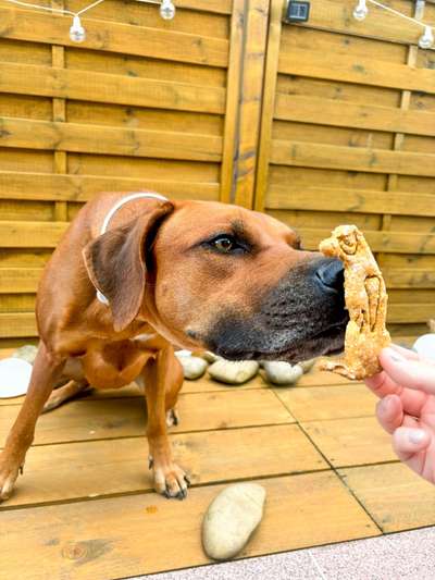 Rhodesian Ridgeback-Beitrag-Bild