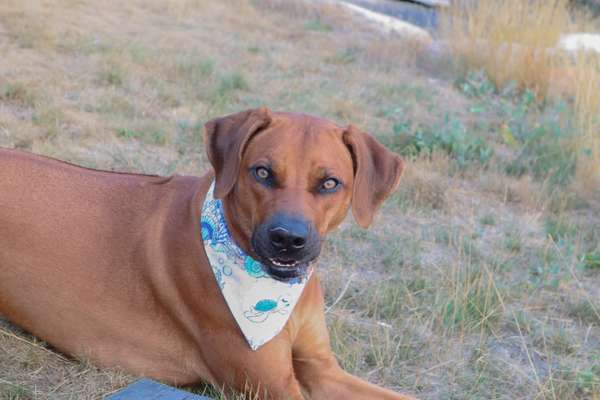 Rhodesian Ridgeback-Beitrag-Bild