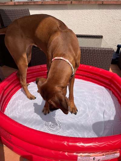 Rhodesian Ridgeback-Beitrag-Bild