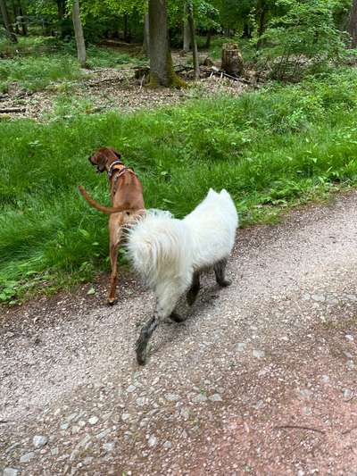 Rhodesian Ridgeback-Beitrag-Bild