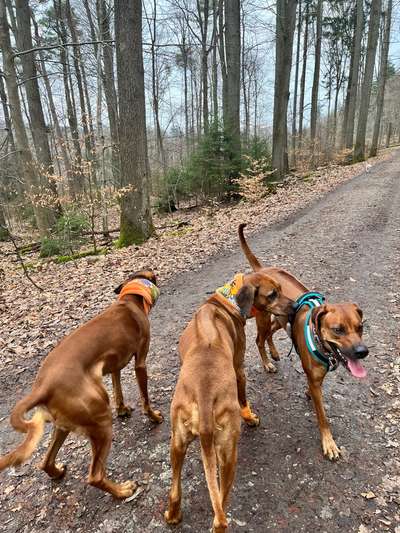 Rhodesian Ridgeback-Beitrag-Bild