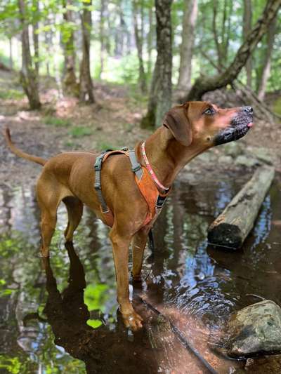 Rhodesian Ridgeback-Beitrag-Bild