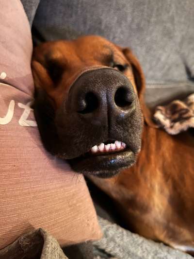 Rhodesian Ridgeback-Beitrag-Bild
