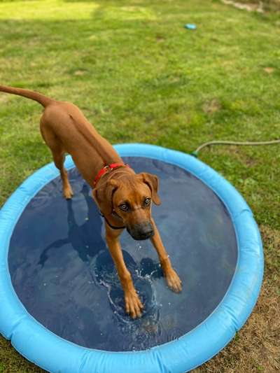 Rhodesian Ridgeback-Beitrag-Bild