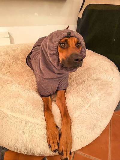 Rhodesian Ridgeback-Beitrag-Bild