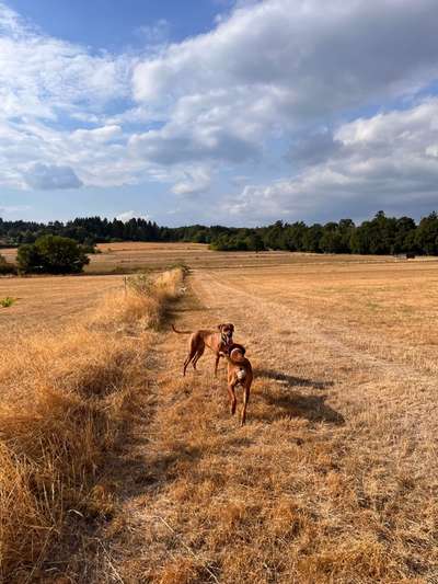 Rhodesian Ridgeback-Beitrag-Bild