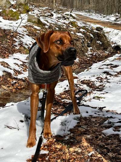 Rhodesian Ridgeback-Beitrag-Bild