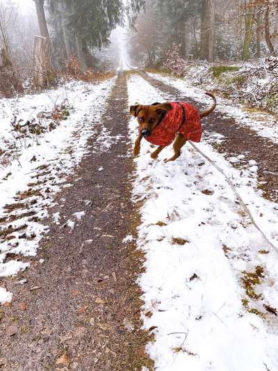 Rhodesian Ridgeback-Beitrag-Bild