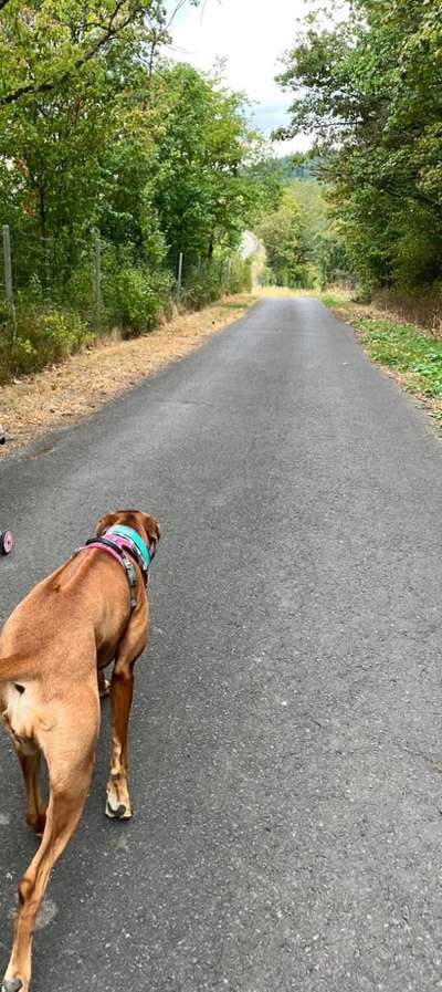 Rhodesian Ridgeback-Beitrag-Bild