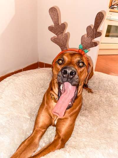 Rhodesian Ridgeback-Beitrag-Bild