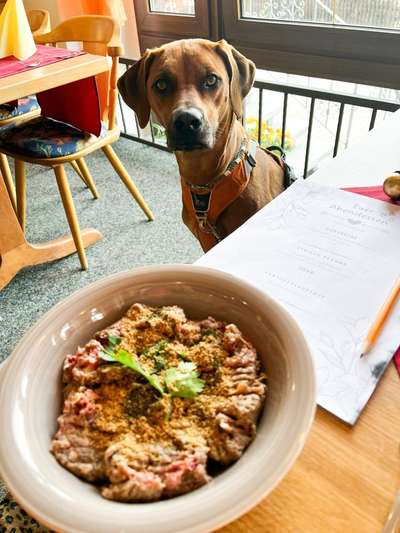 Rhodesian Ridgeback-Beitrag-Bild