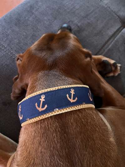 Rhodesian Ridgeback-Beitrag-Bild