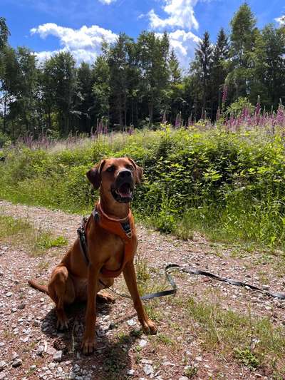 Rhodesian Ridgeback-Beitrag-Bild