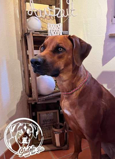 Rhodesian Ridgeback-Beitrag-Bild