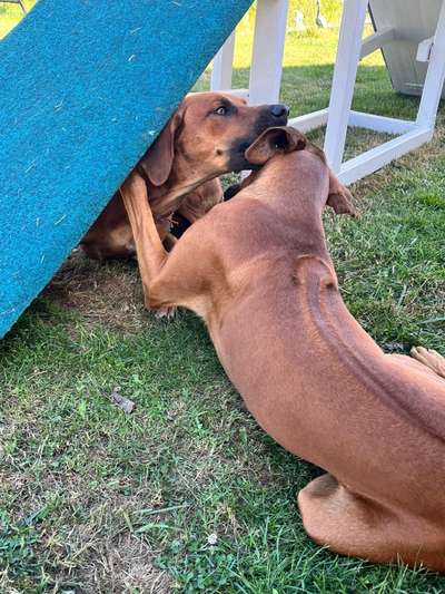 Rhodesian Ridgeback-Beitrag-Bild